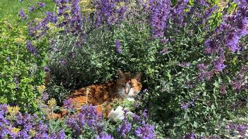 A cat resting among purple flowers.