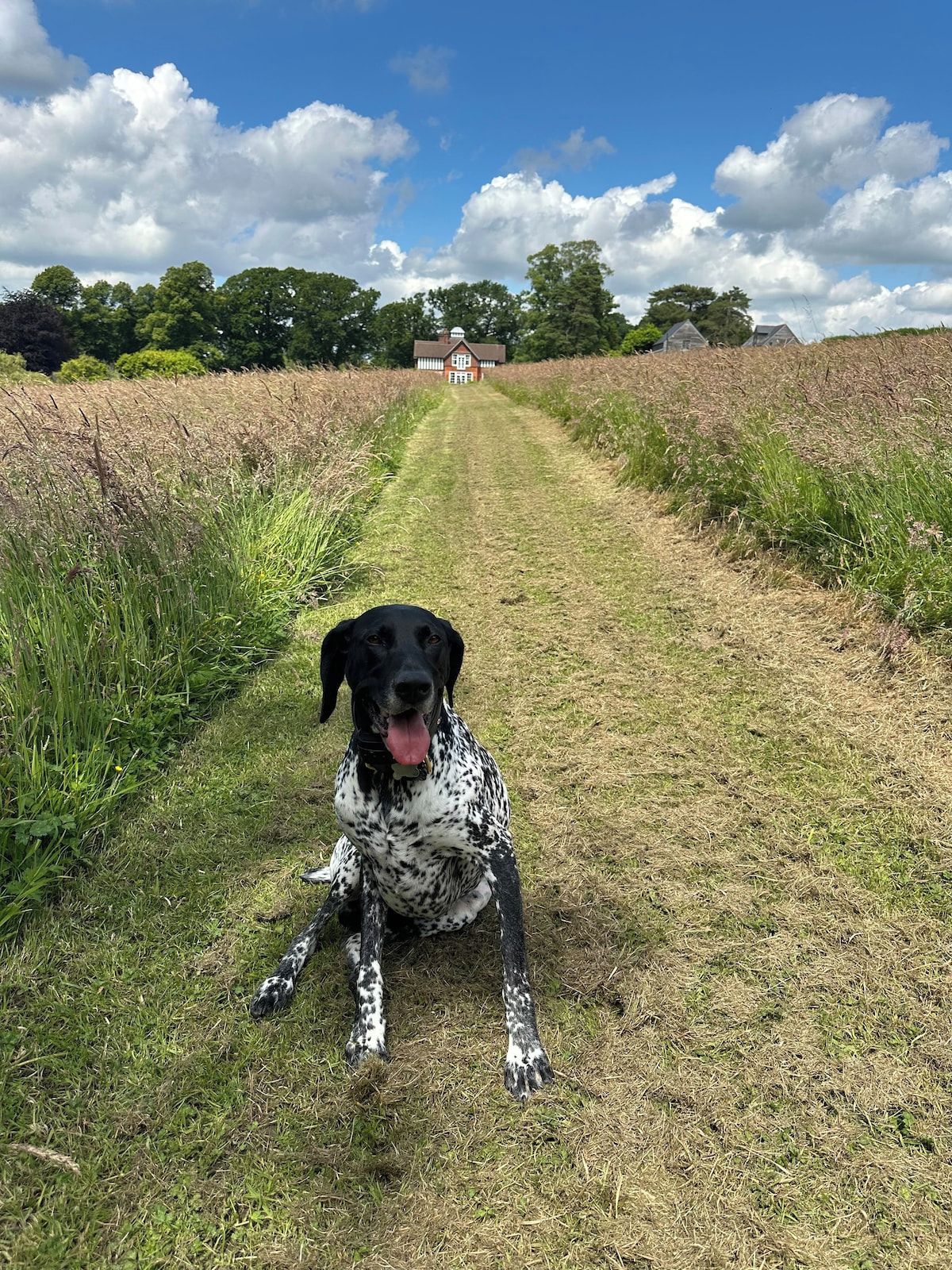Un chien est assis sur un chemin bordé d’herbe, avec une maison en arrière-plan.
