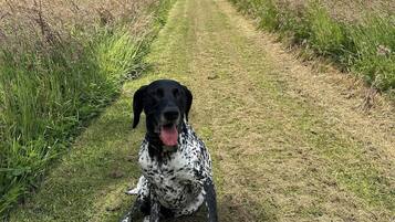 Un chien est assis sur un chemin bordé d’herbe, avec une maison en arrière-plan.