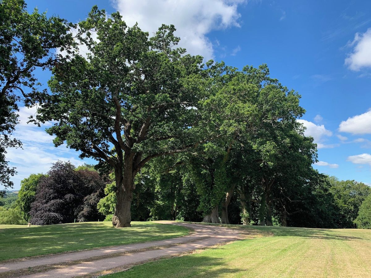 En park med ett stort träd, en klar himmel och en gräsyta.