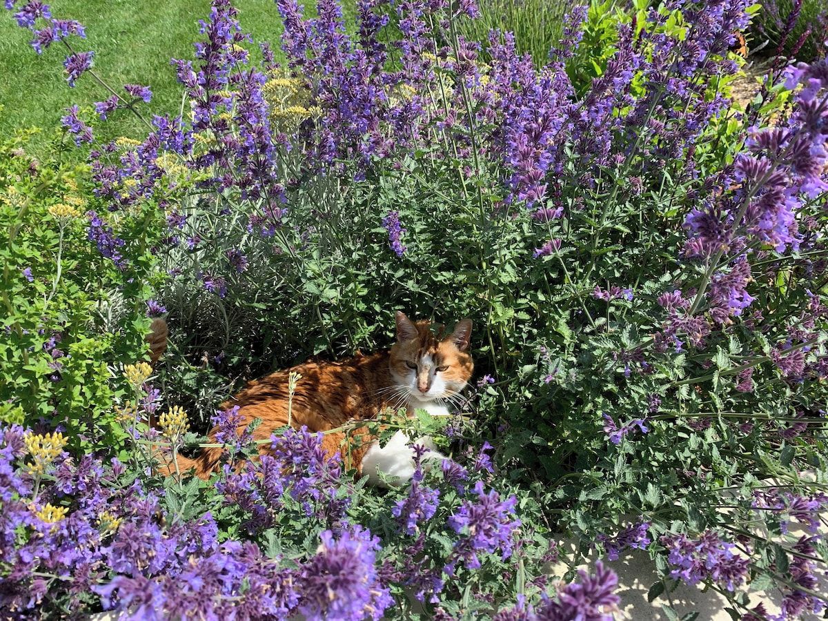 Eine Katze ruht inmitten von violetten Blumen.