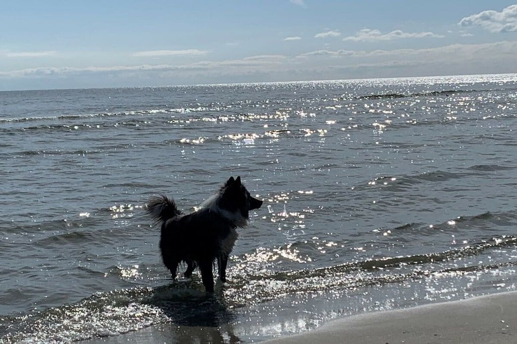A dog standing in shallow water with a beach in the background.