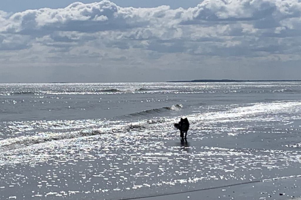 Une plage avec des vagues et un chien qui se promène sur le rivage.