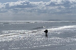 A beach with waves and a dog walking on the shore. - Holiday apartment with 1 bedroom (Ostseebad Göhren)