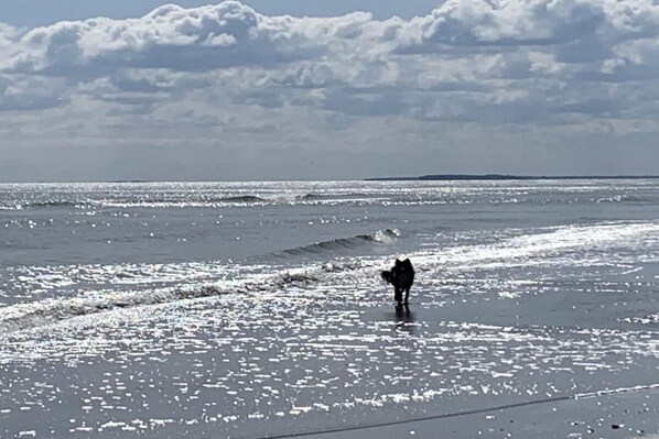 Een strand met golven en een hond die langs de kust wandelt.
