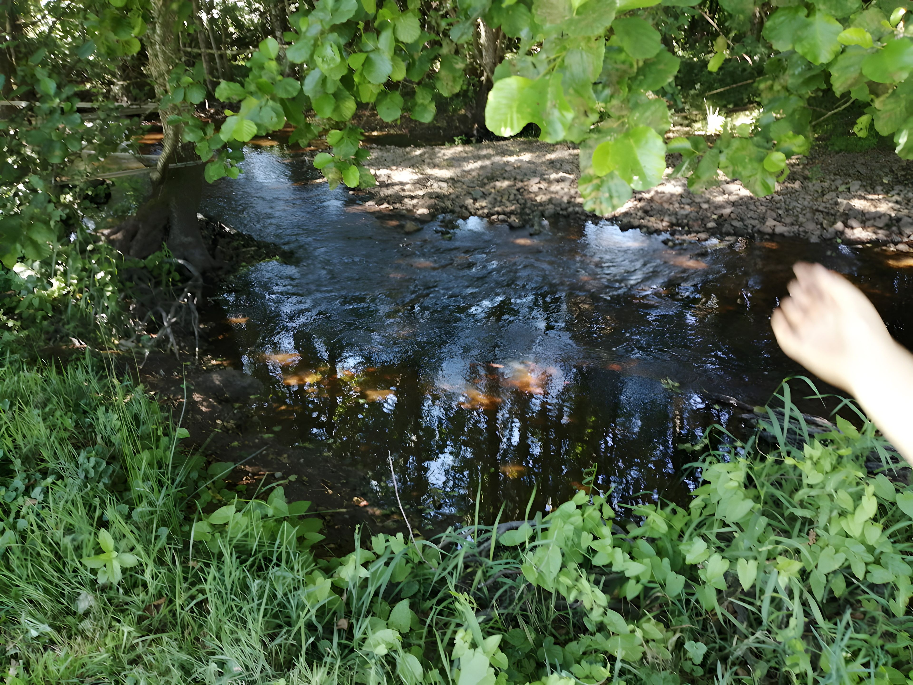 A natural outdoor setting with a stream surrounded by greenery.