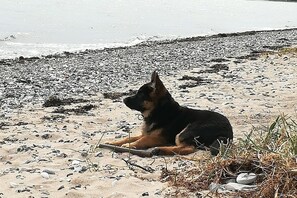 Ein Hund sitzt auf einem sandigen Strand mit Steinen und vereinzelter Vegetation.