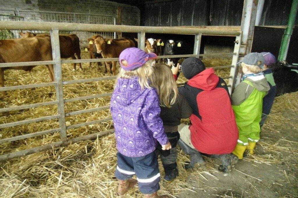 A group of children observing cows through a metal gate in a barn.