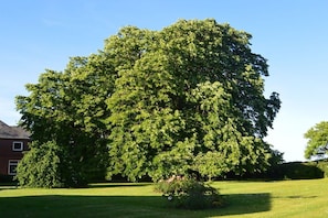 A large tree in a grassy area with a building in the background. - Struve 1 on the Kastanienhof (Quern)
