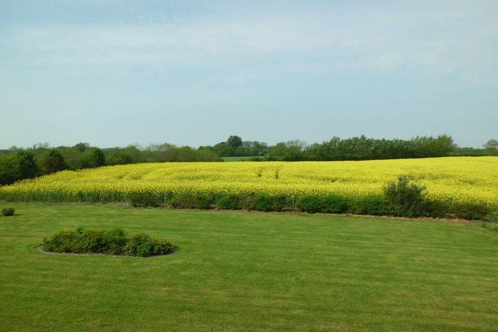 Un campo de flores amarillas con un césped verde al frente.