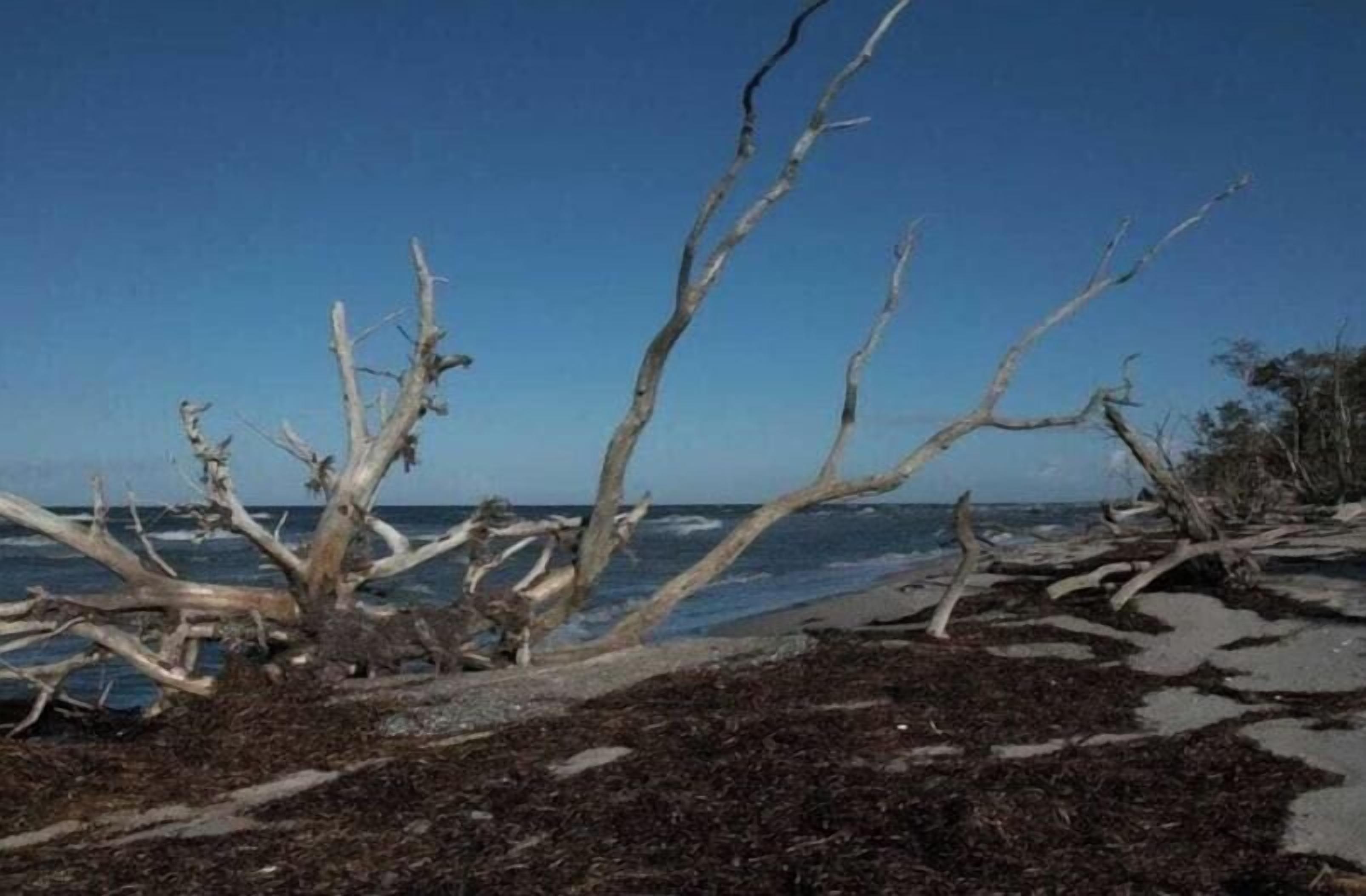 A beach with dead trees and seaweed.
