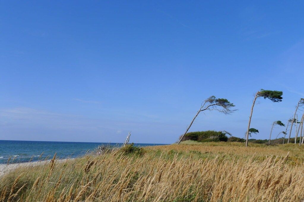 A coastal landscape with grass, trees, and a clear sky.