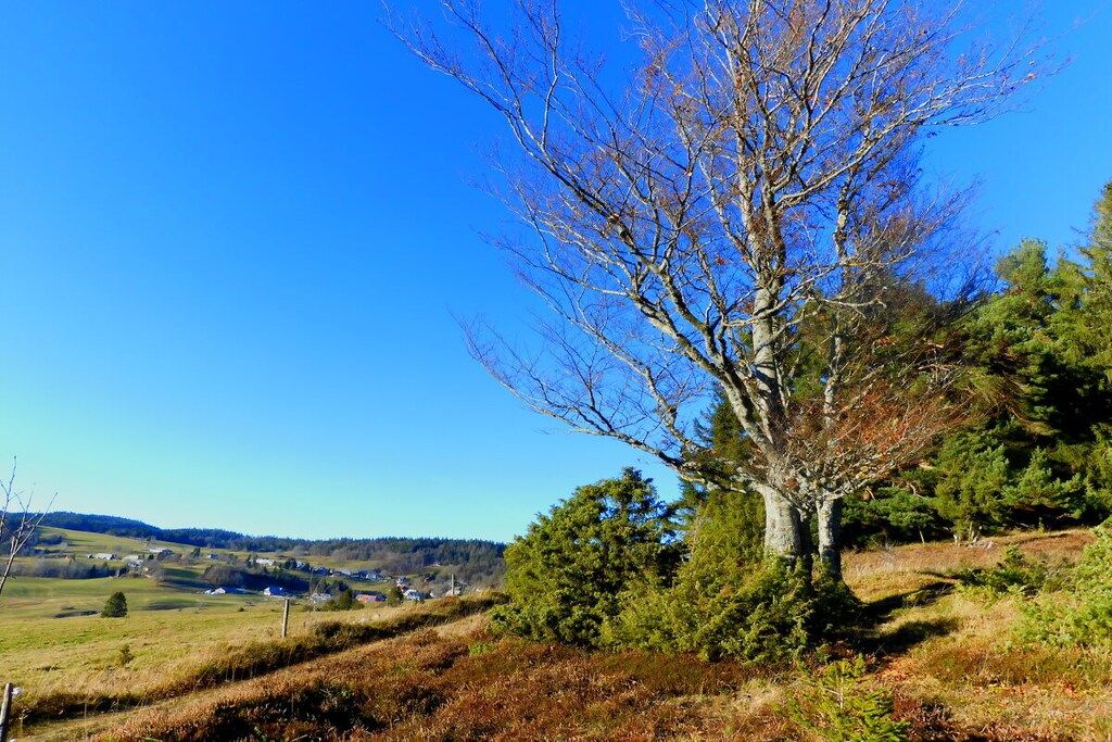 Eine Landschaft mit einem markanten Baum, sanften Hügeln und blauem Himmel.