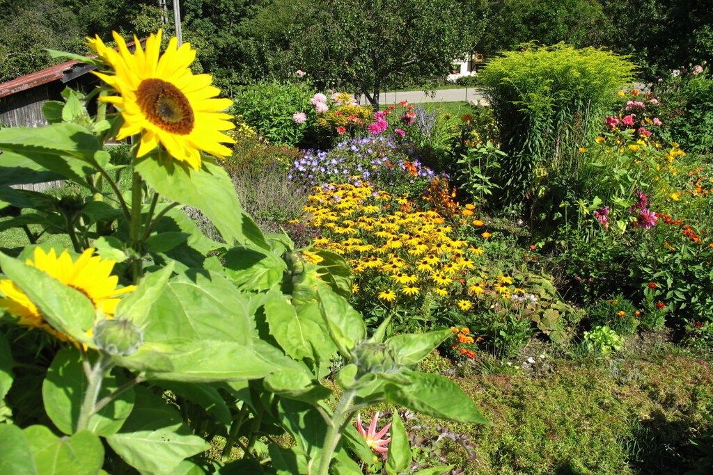 Um jardim com várias flores e um girassol em primeiro plano.