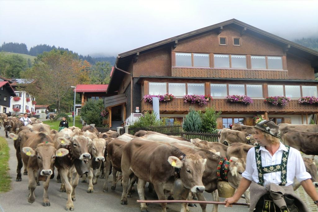Calle rural con un rebaño de vacas y una persona guiándolas.