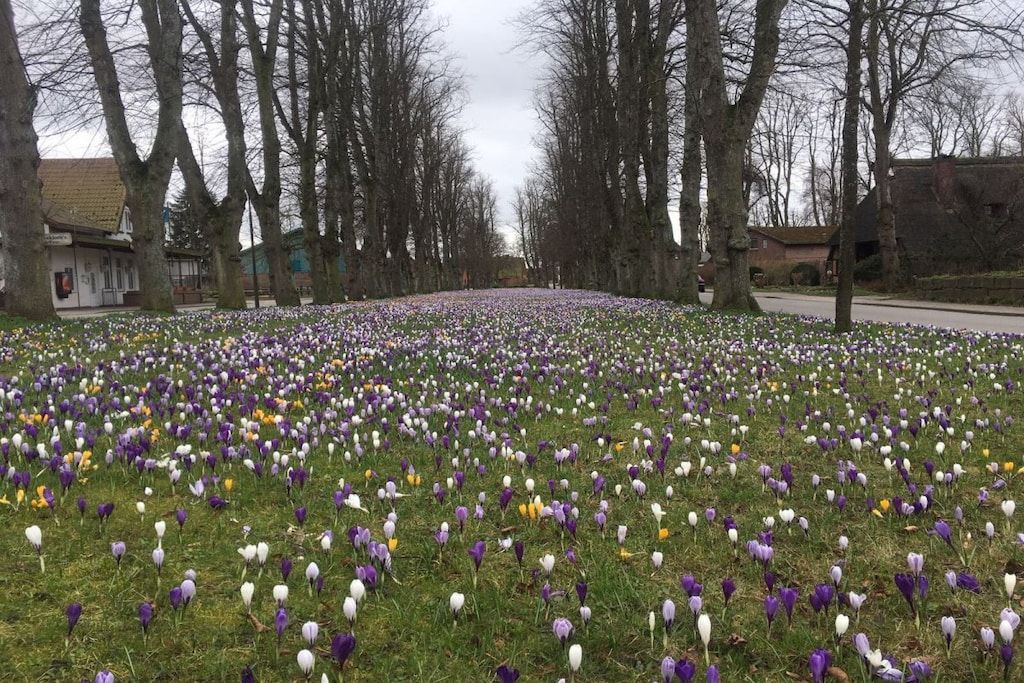 Un campo de azafranes en plena floración a lo largo de una calle arbolada.