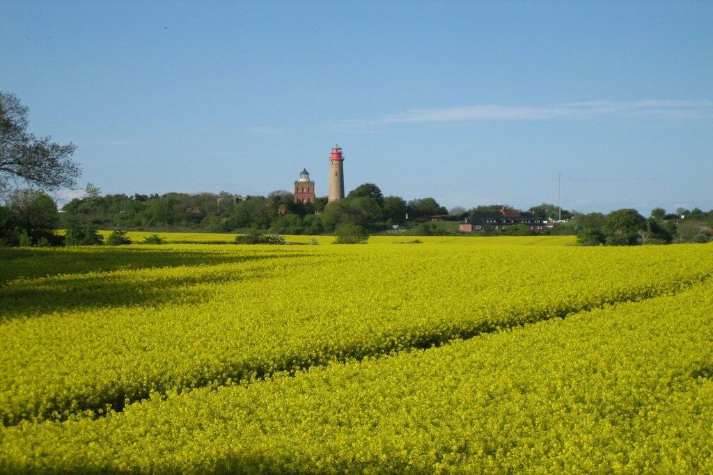 A field of yellow flowers with a lighthouse in the background.