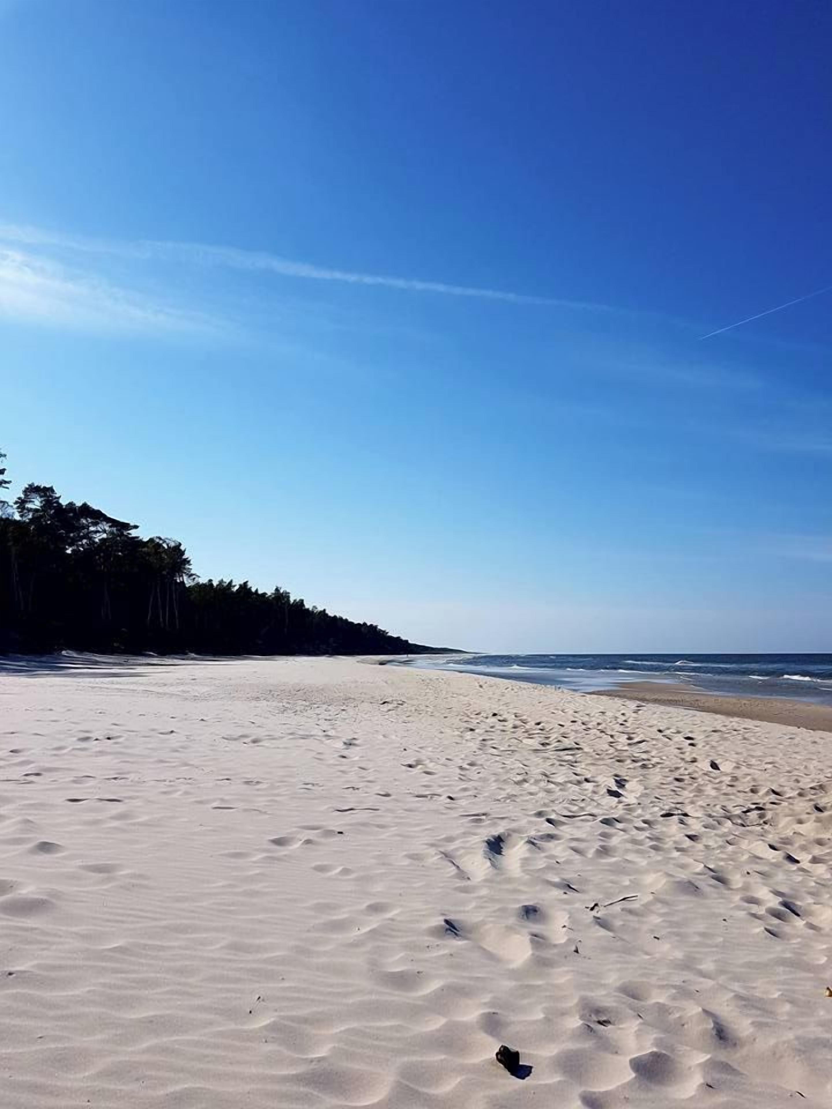 A beach with a clear sky and a line of trees in the background.