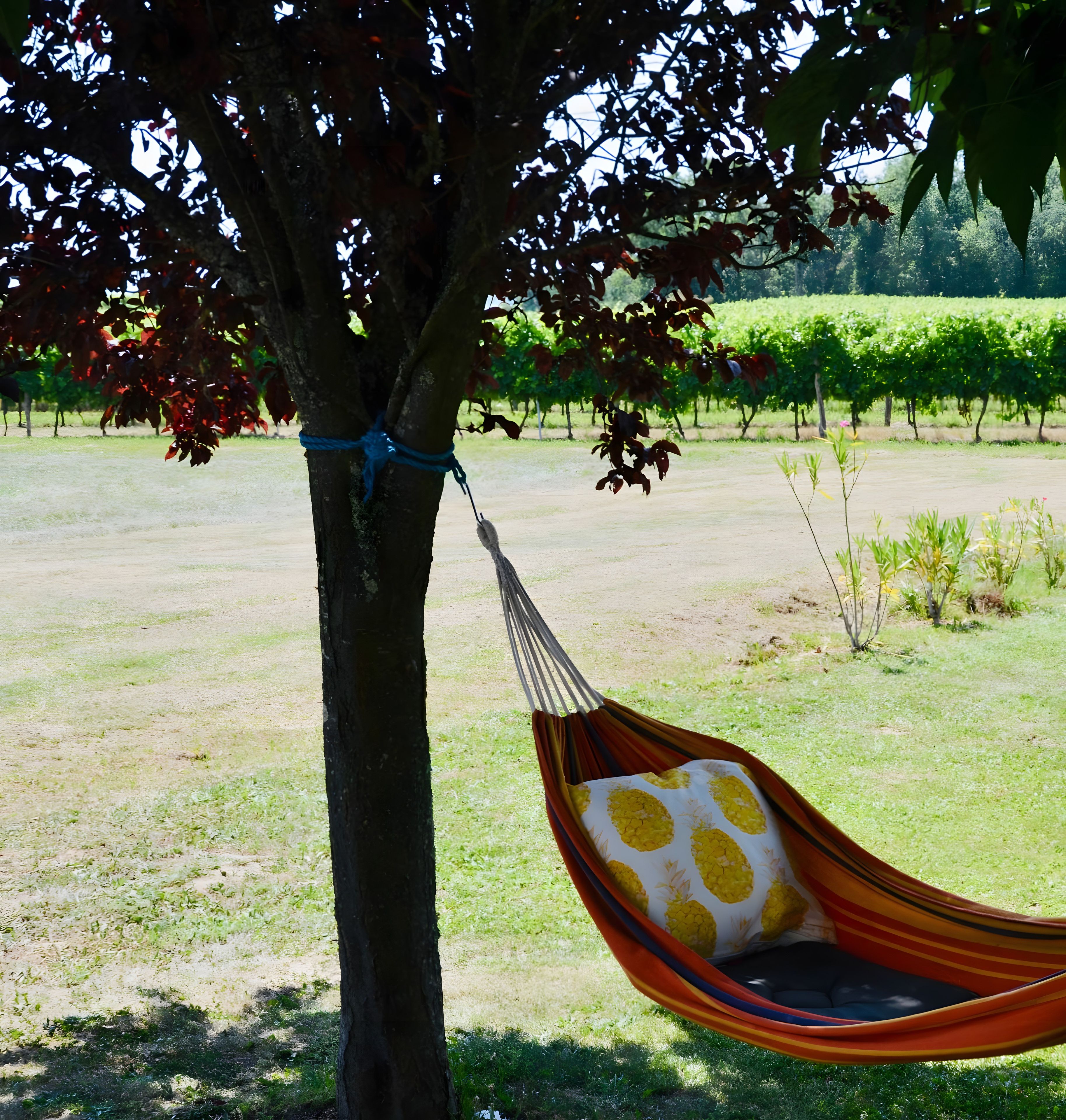 A hammock tied to a tree in a grassy field with a vineyard in the background.