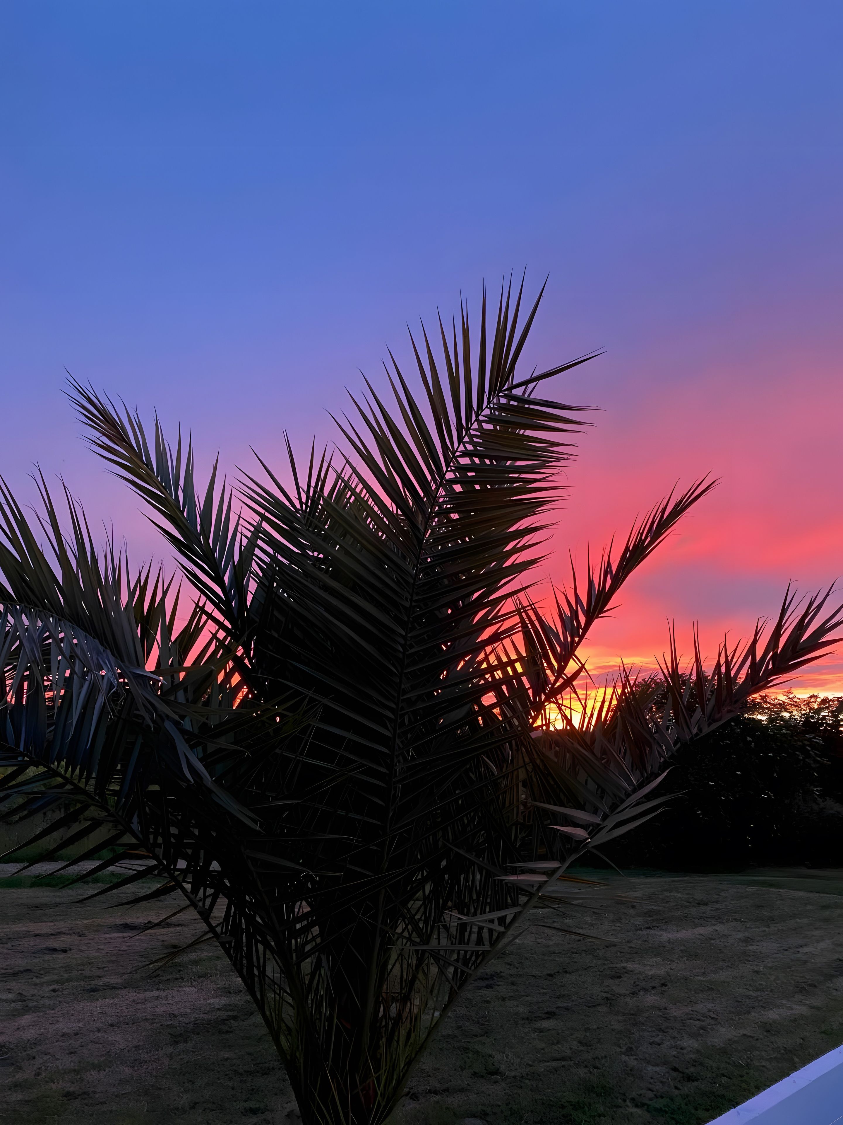 A palm tree in a field with a sunset in the background.