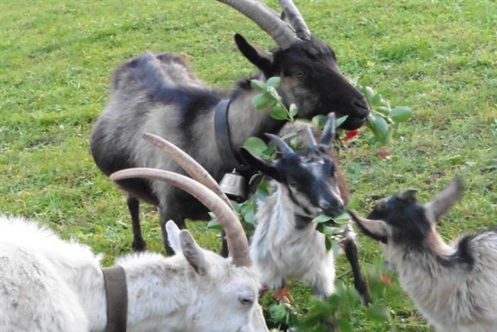 Eine Gruppe Ziegen mit markanten Hörnern in einer grünen Wiese.