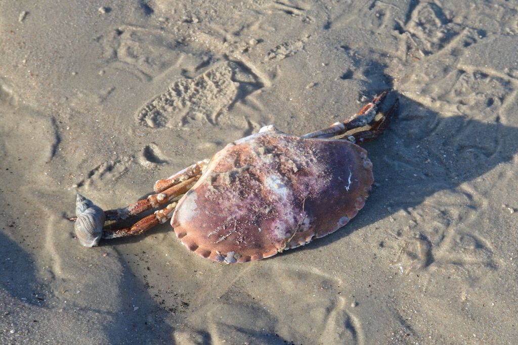En sjöborre på en sandstrand.