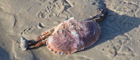 Un erizo de mar sobre una playa arenosa.
