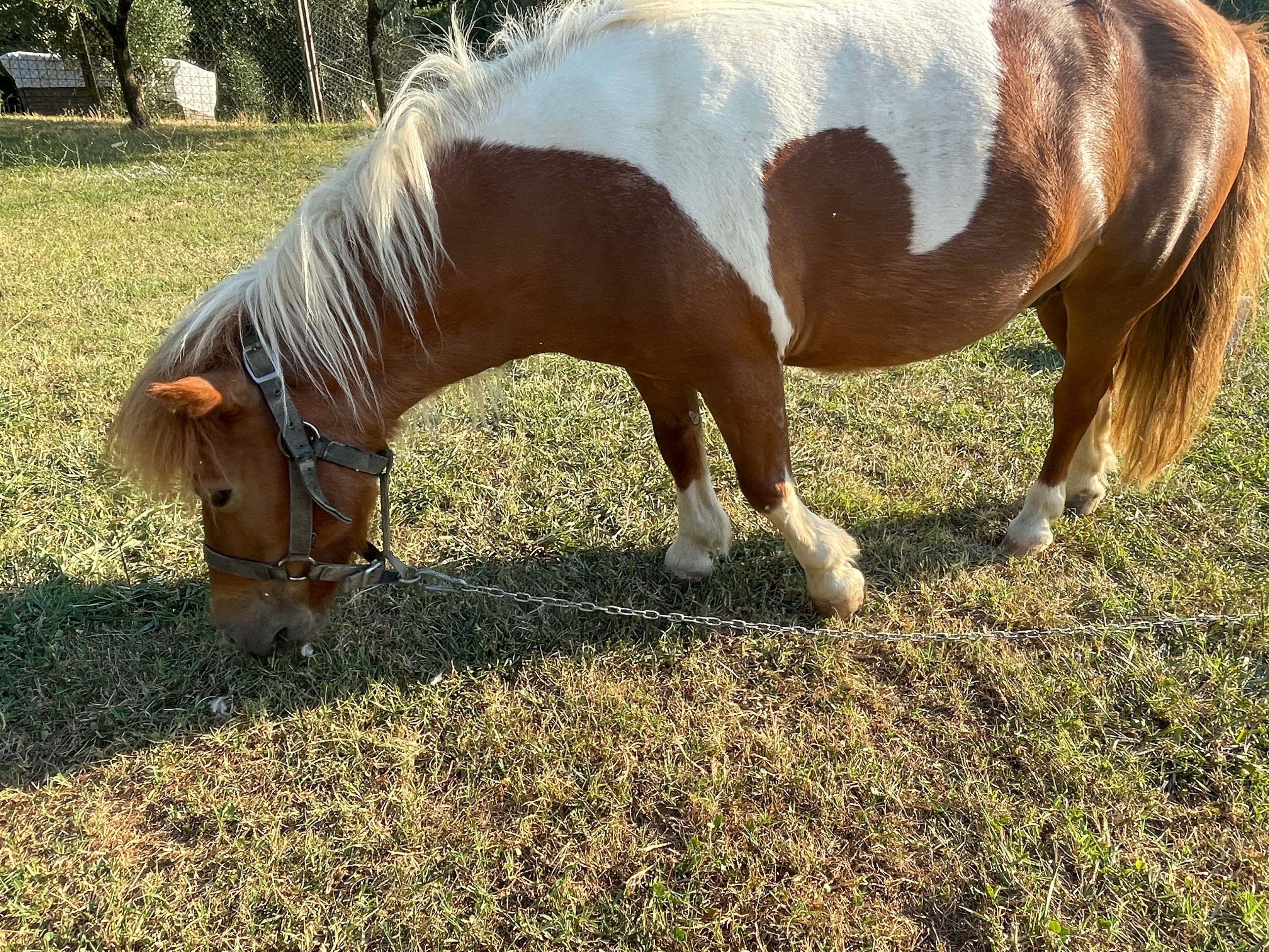 A horse with a white and brown coat grazing in a grassy field.