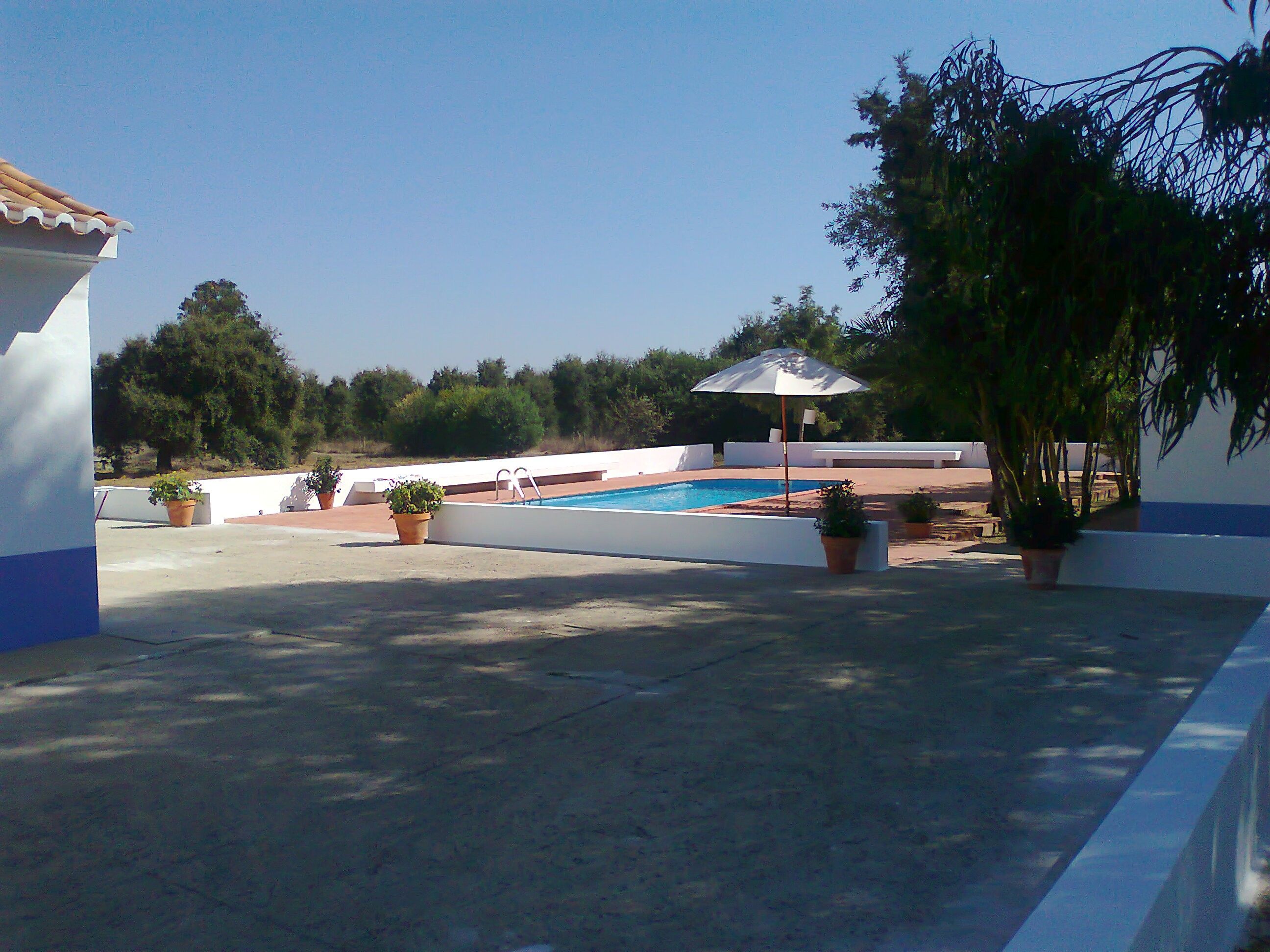 A swimming pool with a ladder, surrounded by potted plants and a white wall.