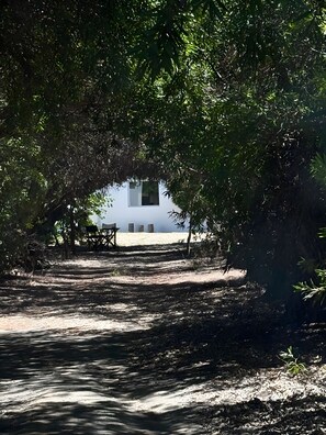 A pathway leading to a building with a white exterior, surrounded by dense foliage. - Country House 'Monte do Campaniço' between mountains and sea, Private Pool and Wi-Fi (Tanganheira)