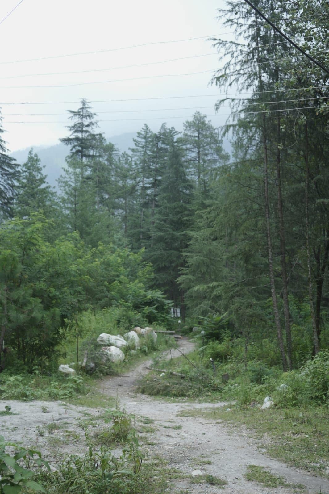 Ett skogsområde med en grusväg som leder genom tät skog och över stenar.