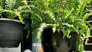 Room, 1 Bedroom | Exterior detail - Room-exclusive Adults-only Guest Room in (Melbourne)