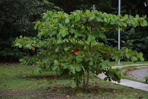 A tree with green leaves in a landscaped area. - Halani Beach House - Ciudad del Mar - King bed (Jaco, Ciudad del Mar)