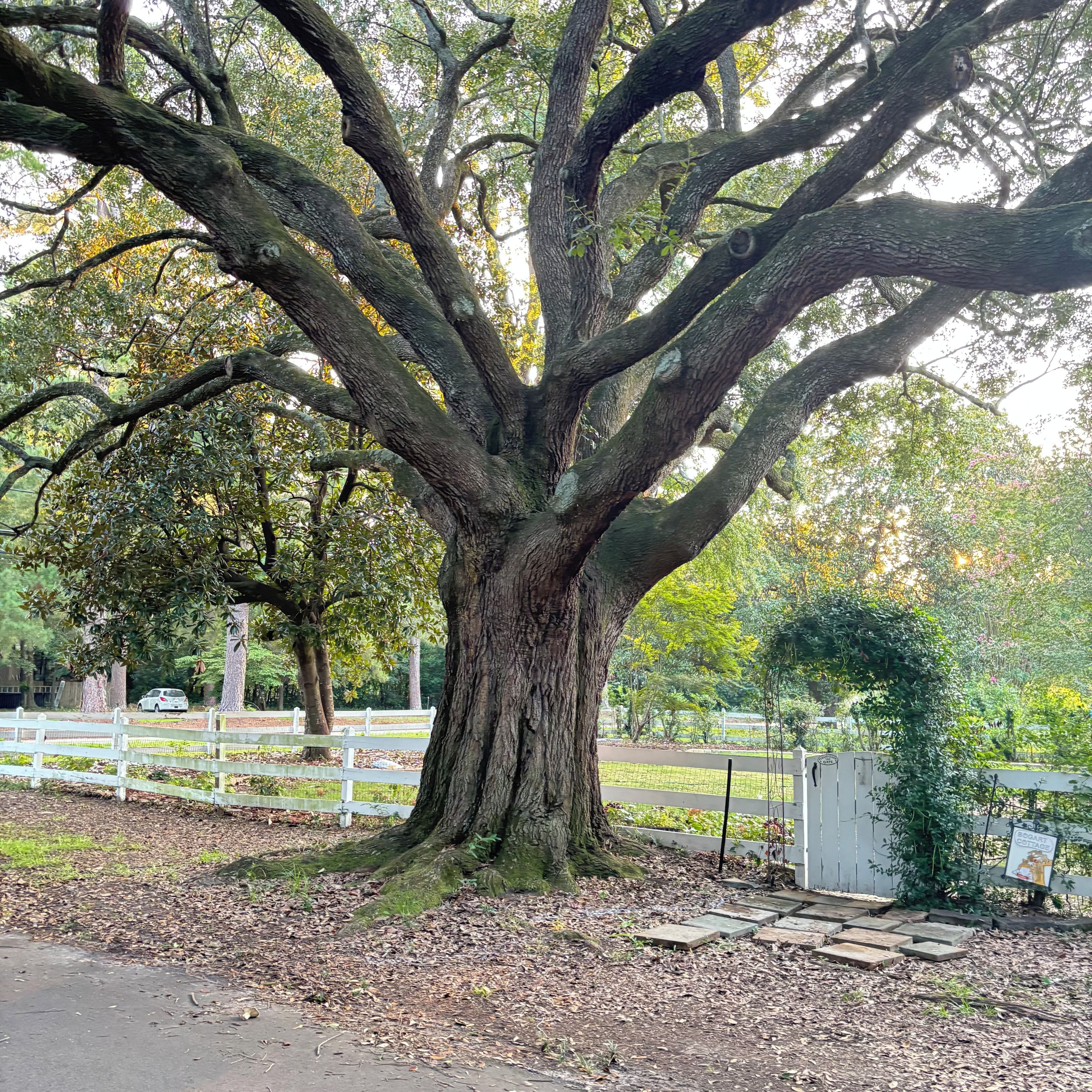 A large tree with a thick trunk and multiple branches, surrounded by a white fence and a paved path.