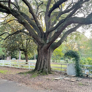 Ein großer Baum mit einem dicken Stamm und vielen Ästen, umgeben von einem weißen Zaun und einem gepflasterten Weg.