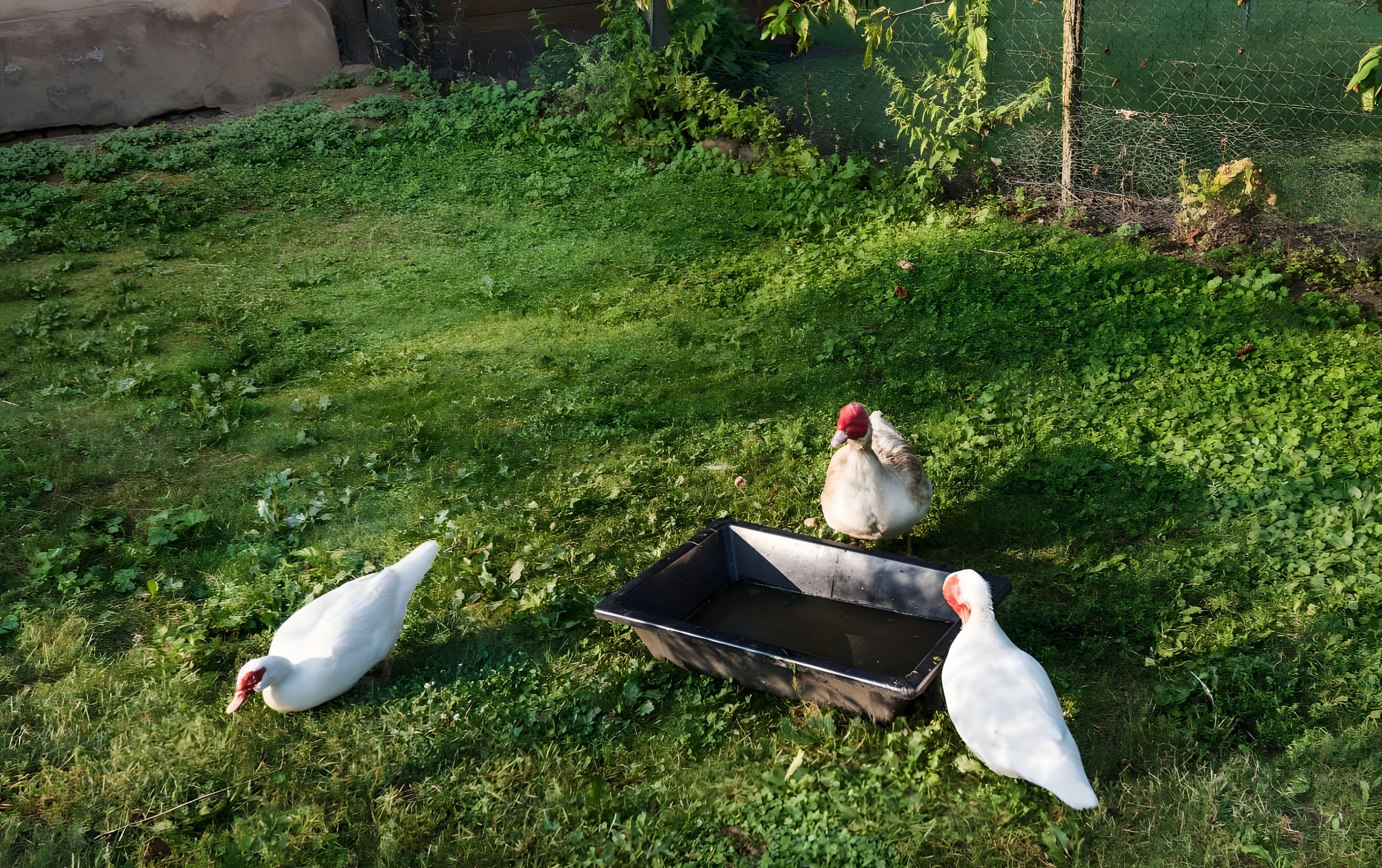 Un espace extérieur verdoyant, avec une mangeoire et deux oiseaux blancs.