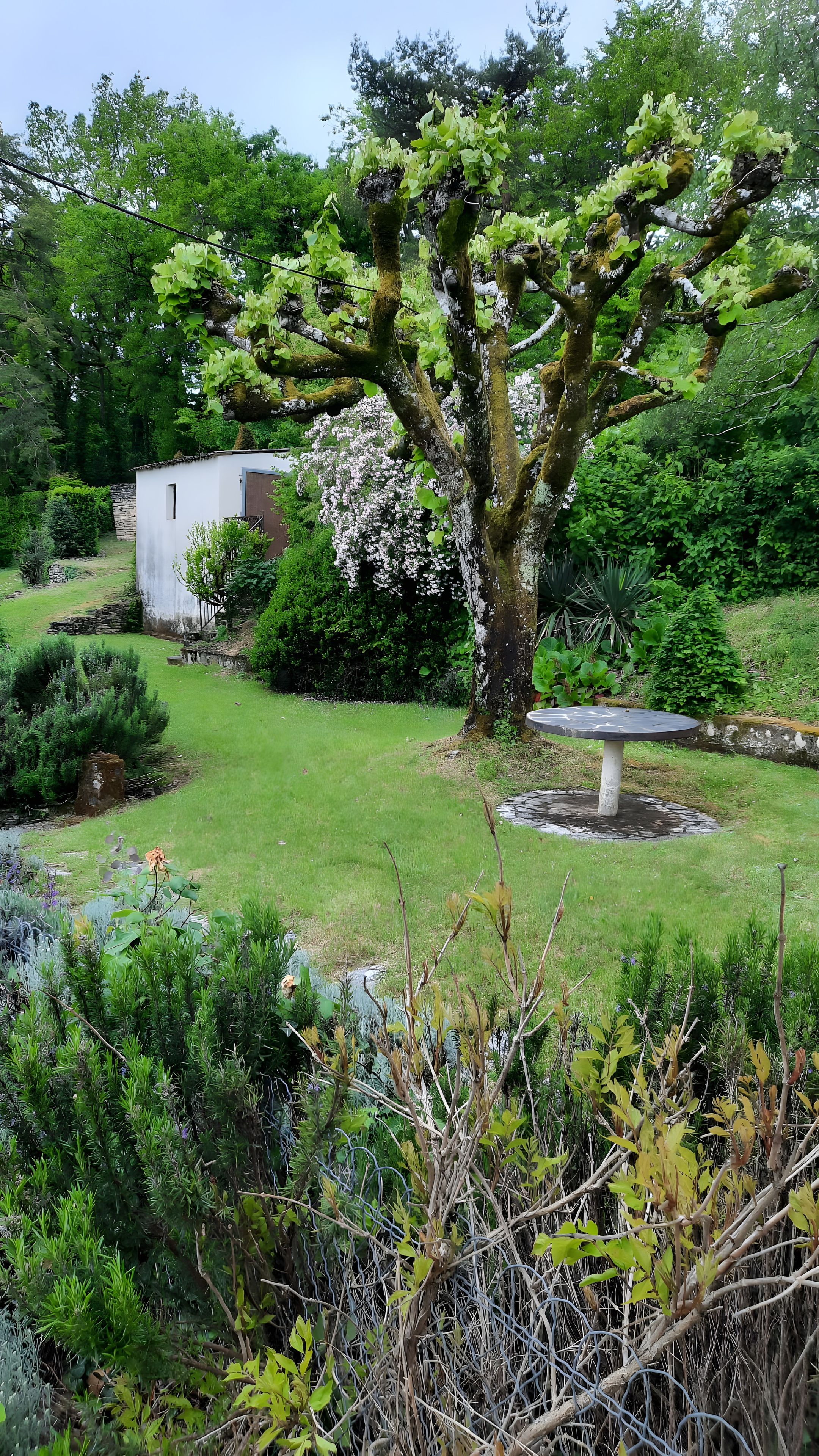 Ein Garten mit einem großen Baum, einem kleinen weißen Gebäude und einer runden Steinstruktur.