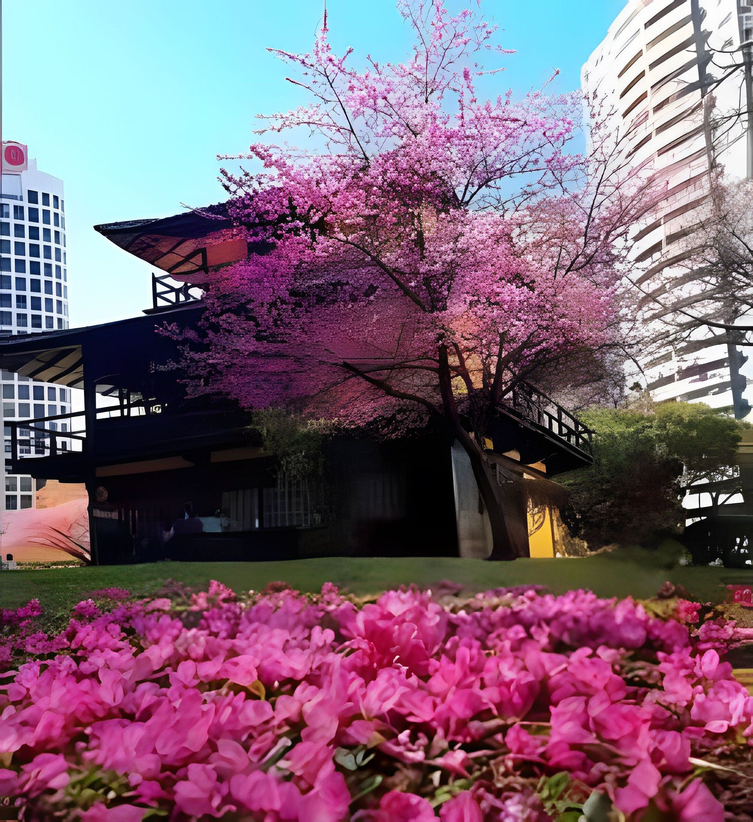 Un árbol de cerezo en flor con un edificio tradicional japonés al fondo.