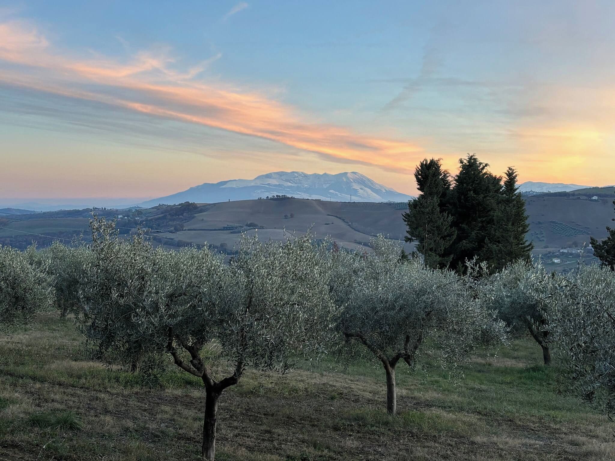 A landscape with olive trees and a mountain range in the background.