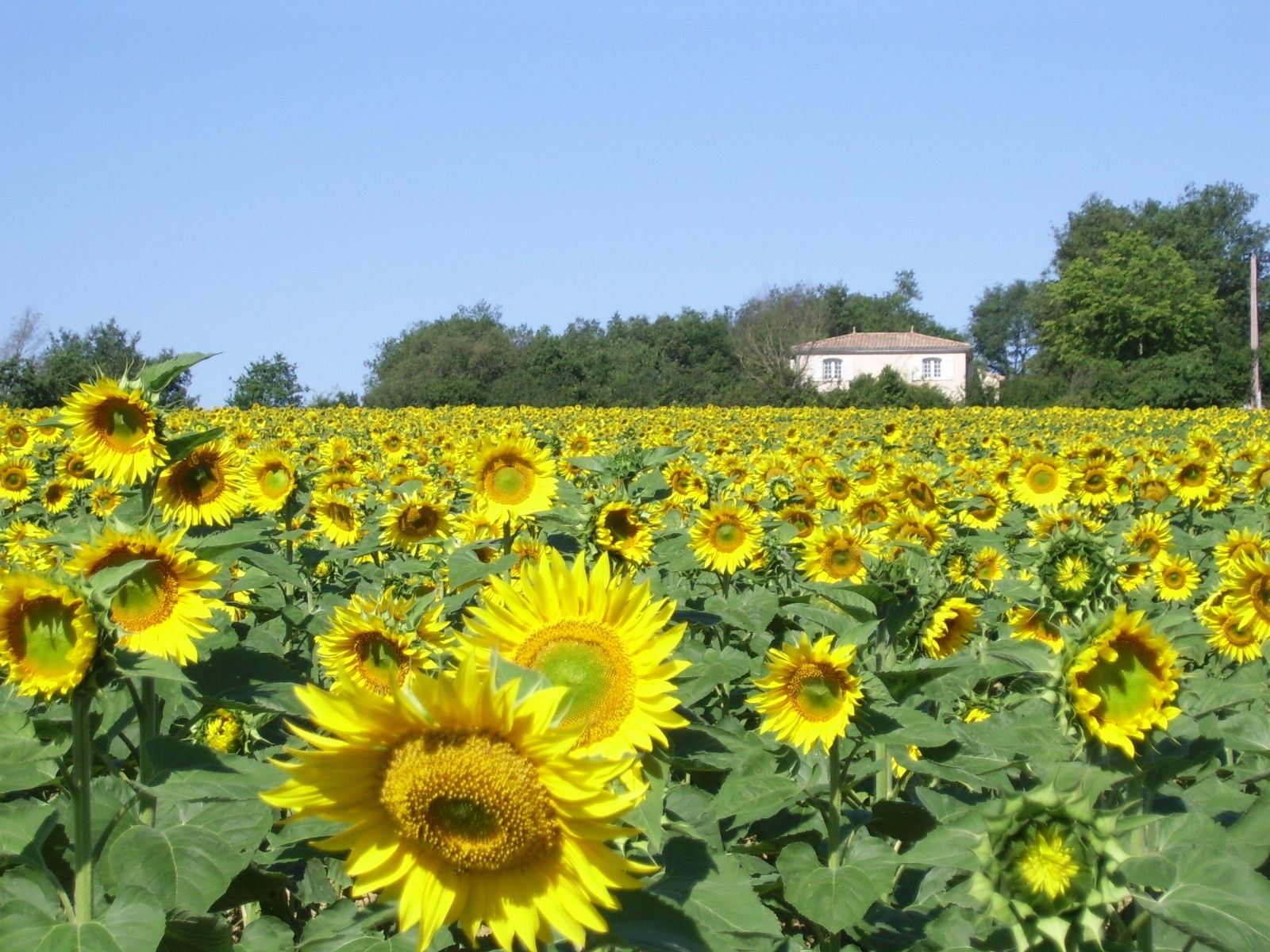 A sunflower field with a building in the background.