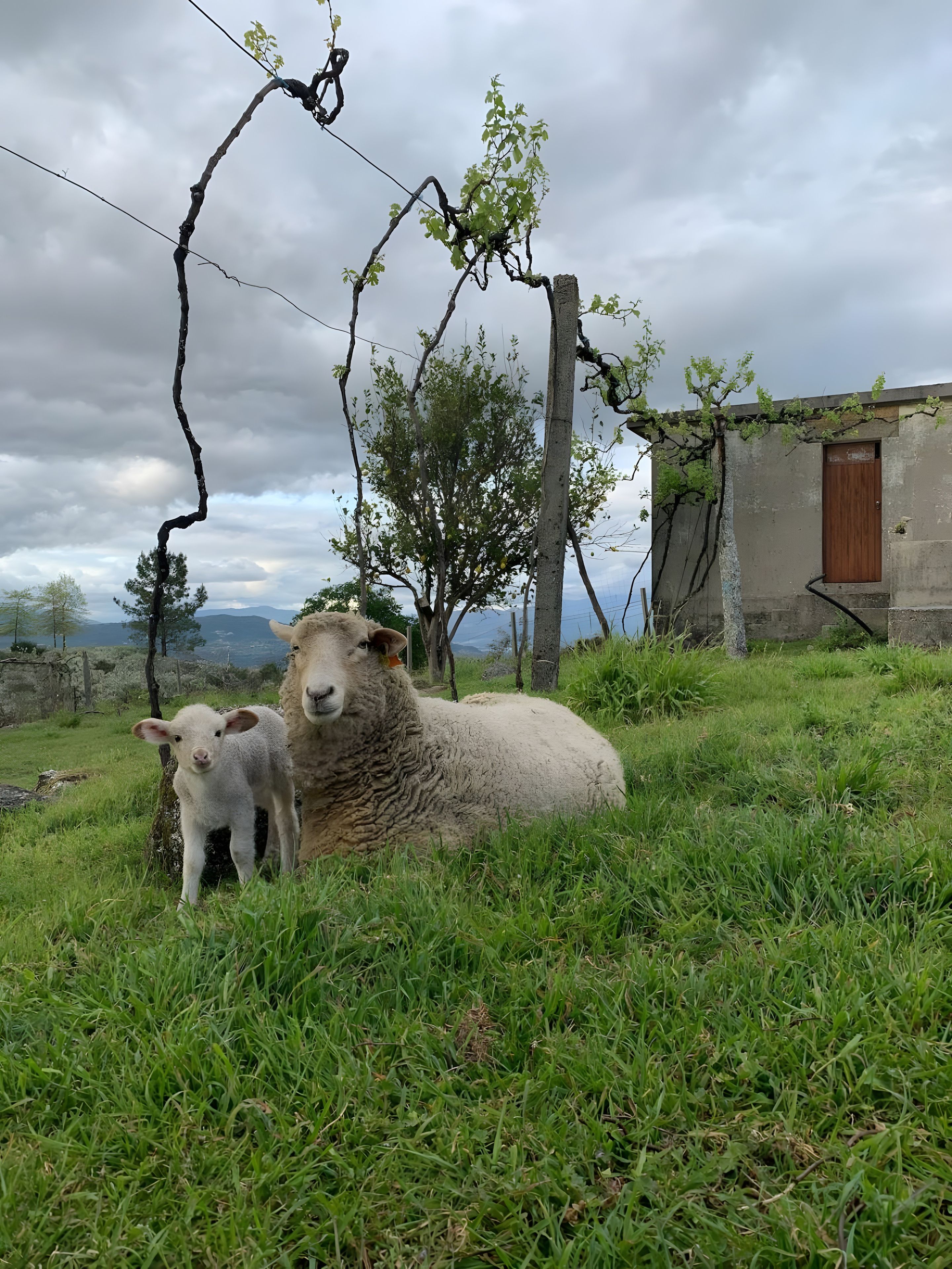 Un campo cubierto de pasto con una oveja y su corderillo, un árbol y un edificio con una puerta.