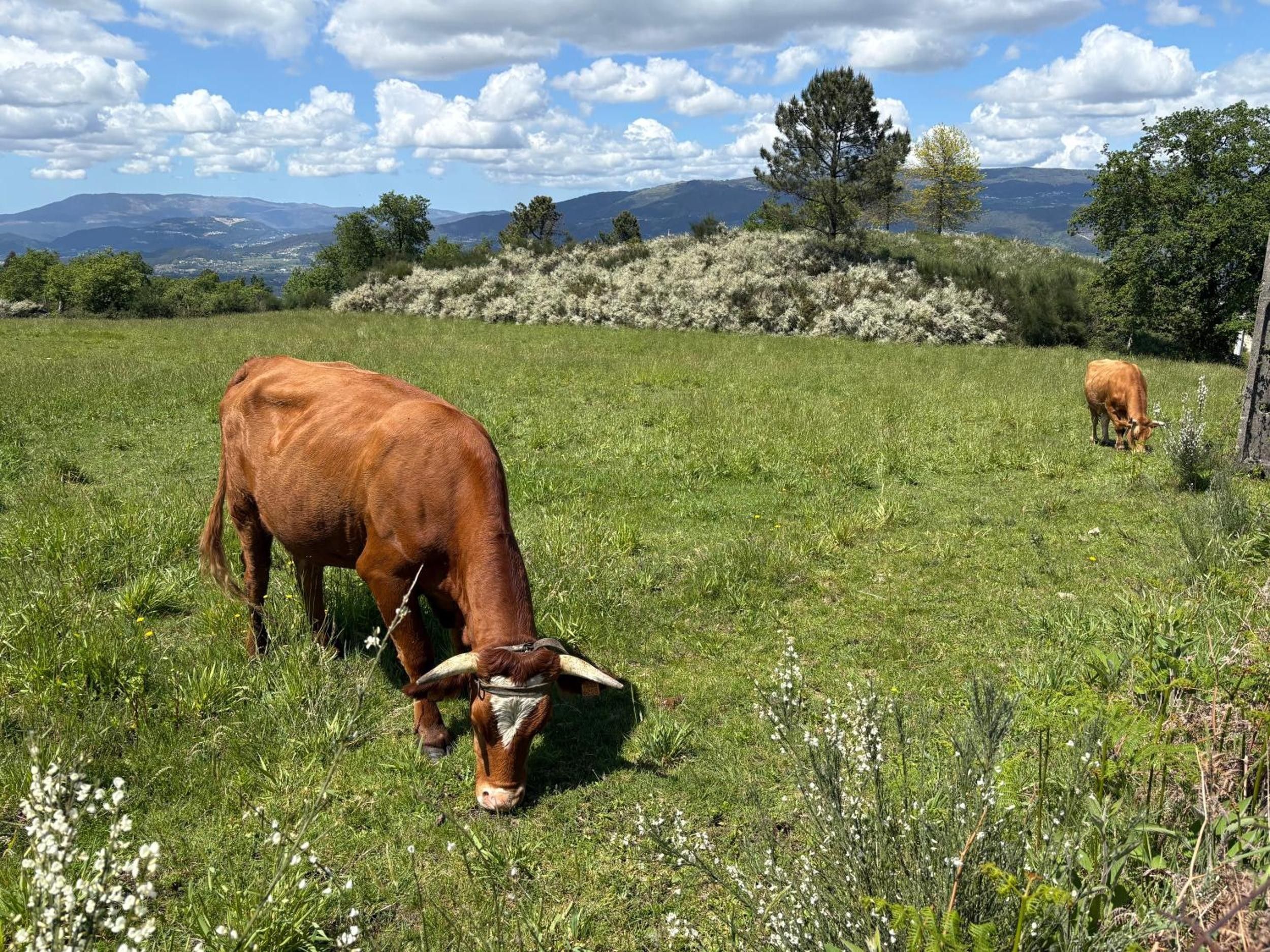 Eine grüne Wiese mit zwei weidenden Kühen, einem klaren Himmel und fernen Bergen.
