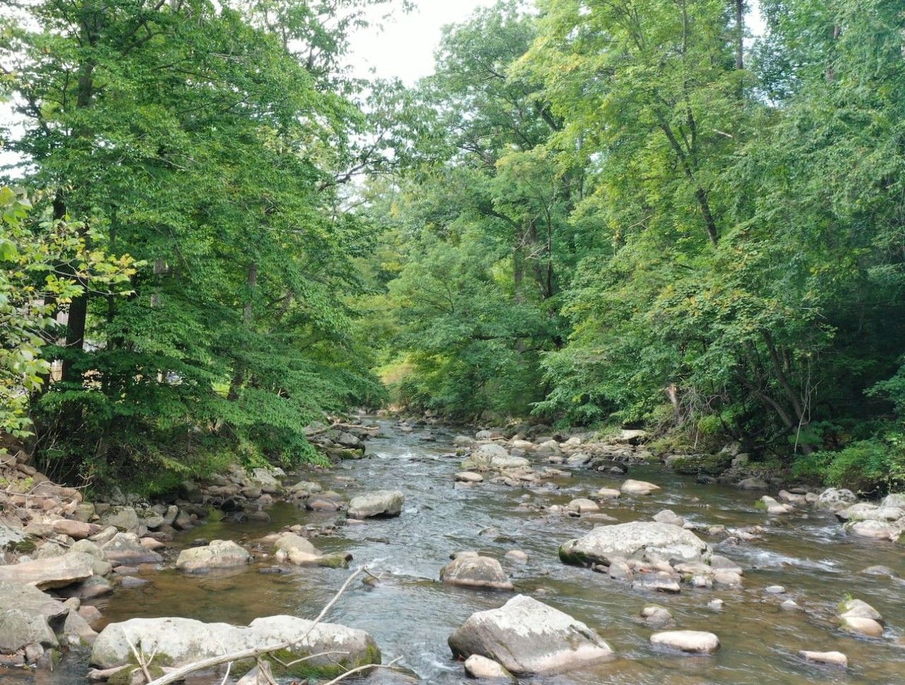 A natural stream with rocks and dense green foliage.