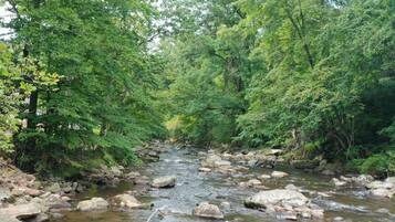 A natural stream with rocks and dense green foliage.