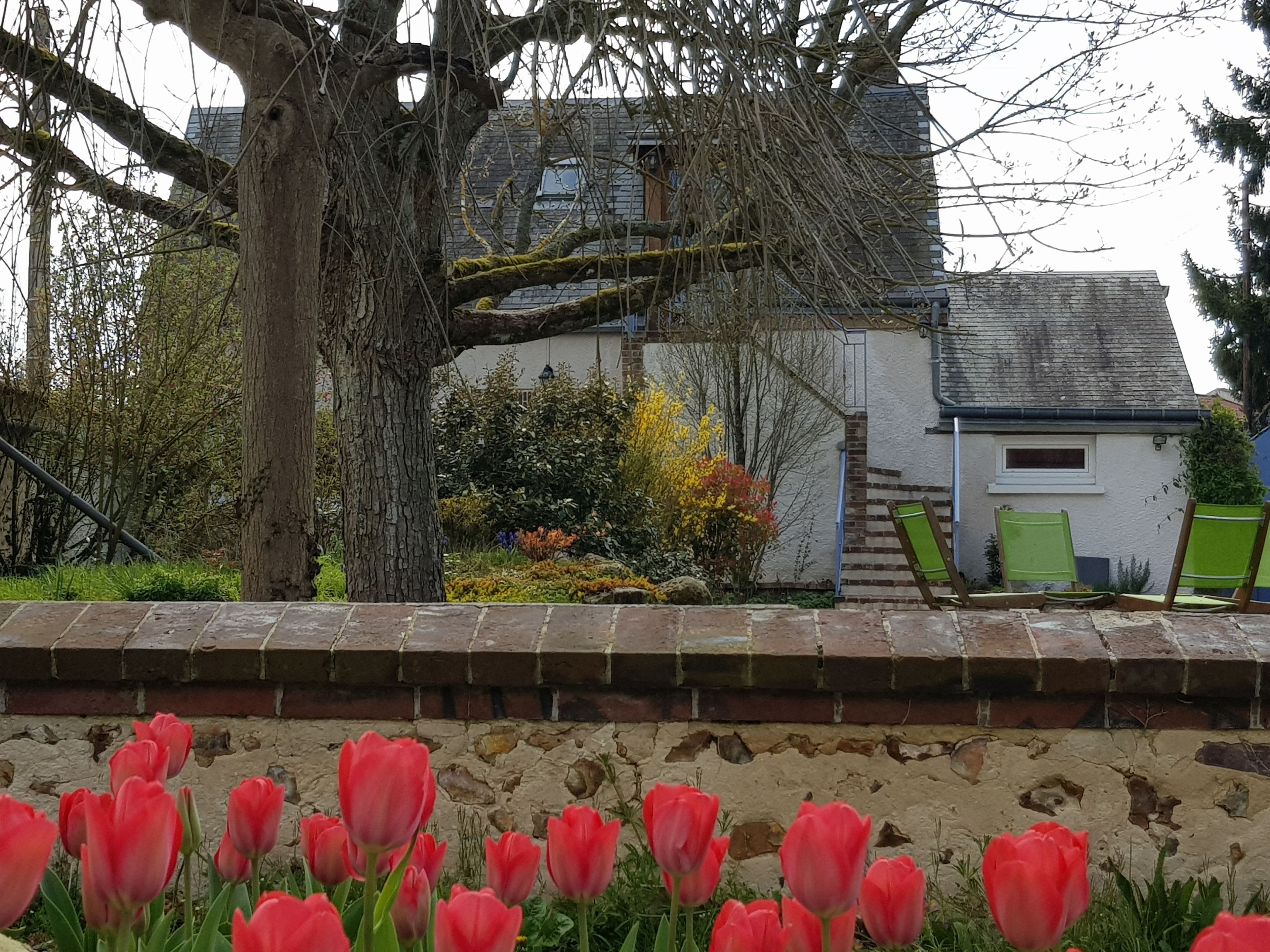 Een tuin met rode tulpen, een boom en een gebouw met een stenen muur.