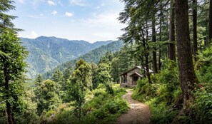 Property grounds - Townhouse Kachighati Formerly Palm Bliss (Shimla)