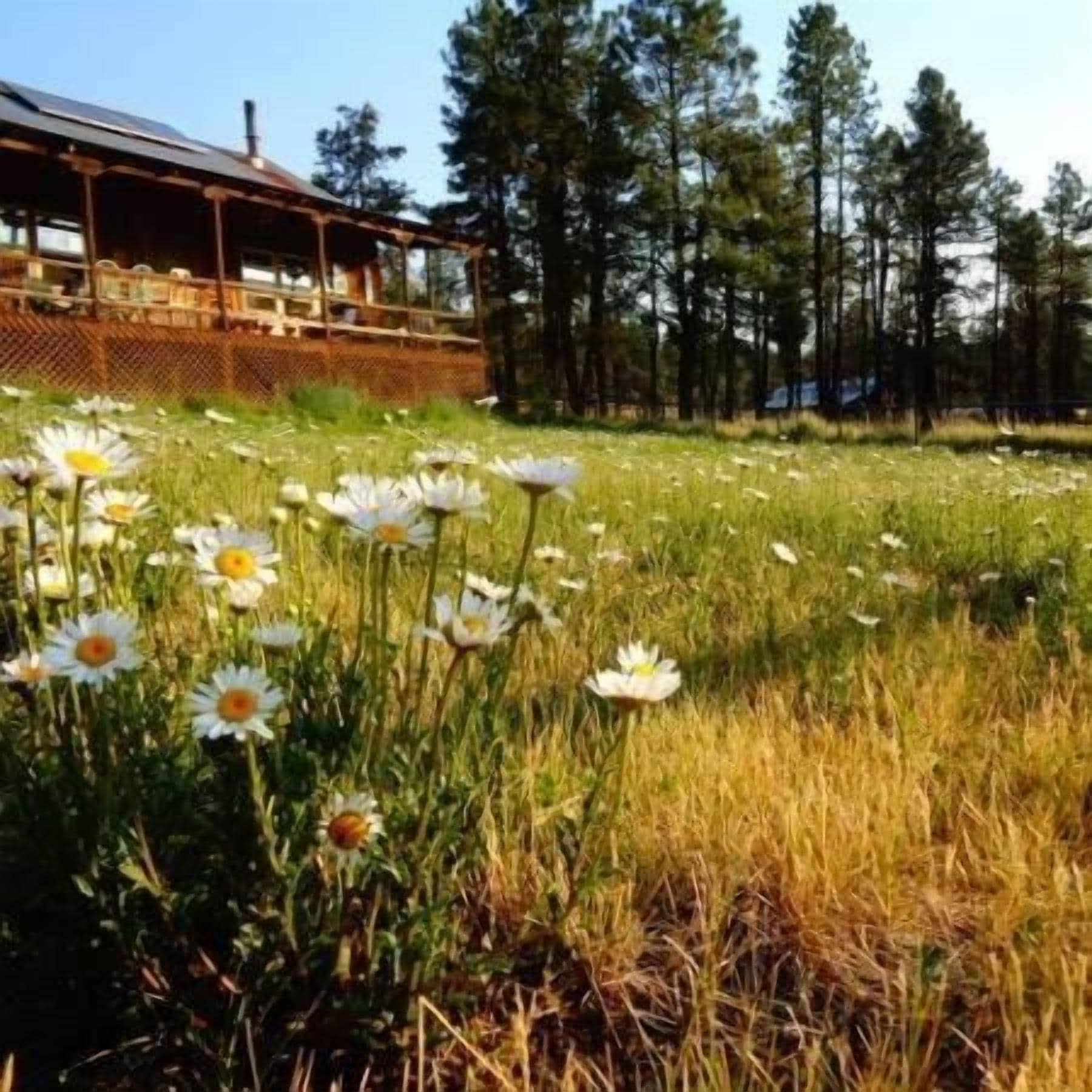 A lodge with a wooden deck and a view of a forest.