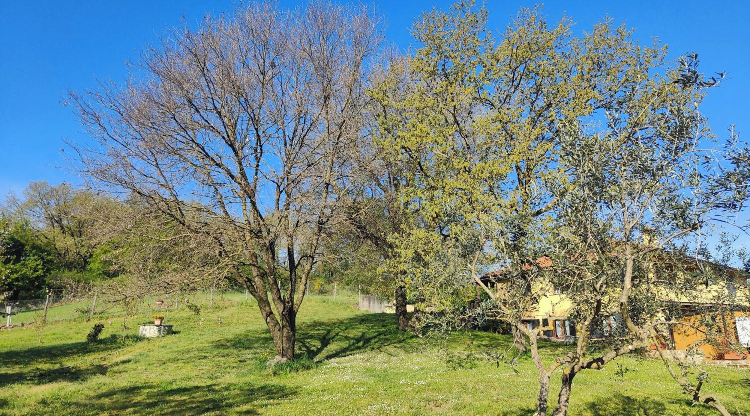 Un paysage rural avec des arbres, un champ d’herbe et un bâtiment doté d’un toit jaune.