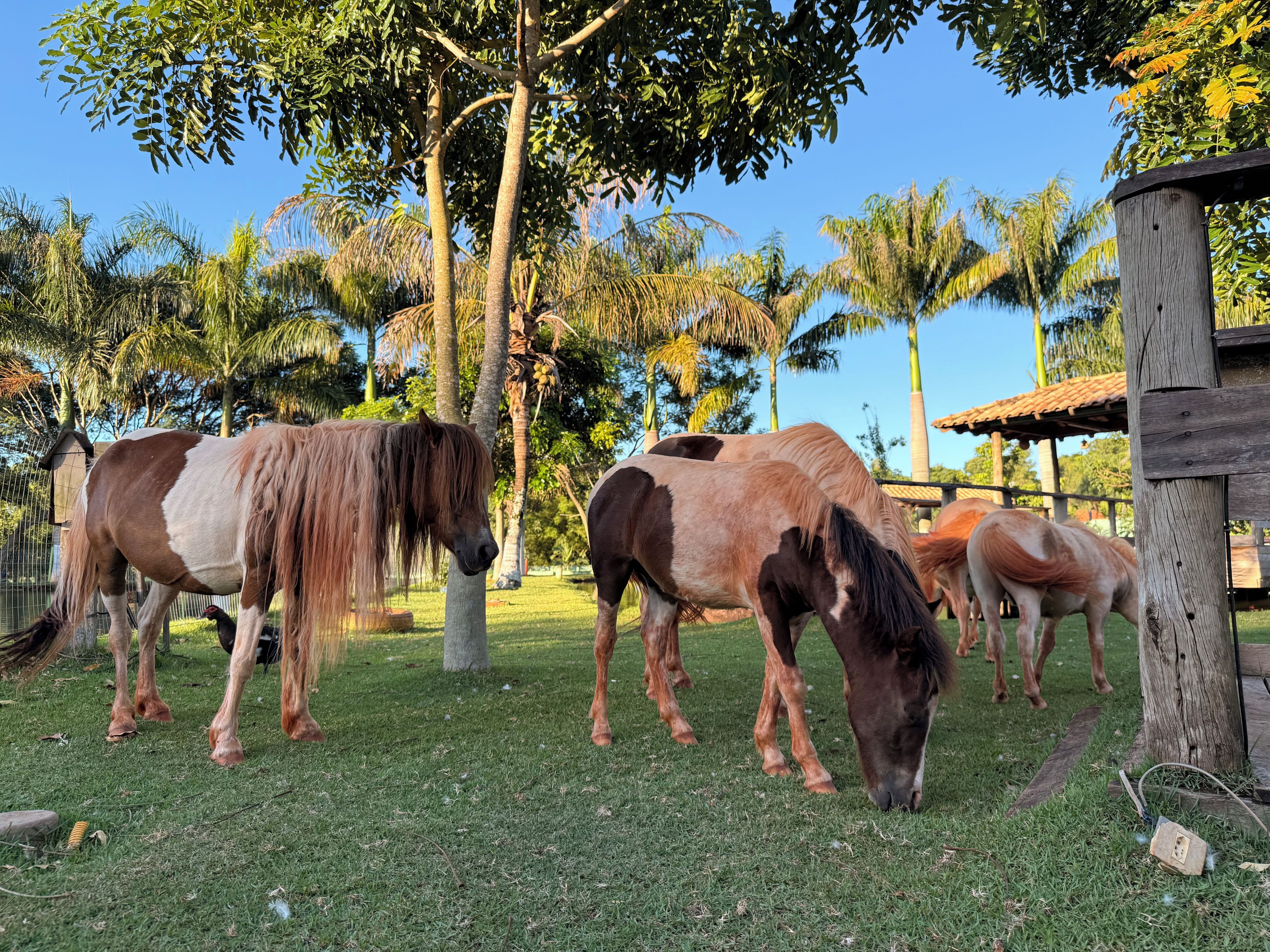 A stable with horses grazing, surrounded by trees and a clear sky.