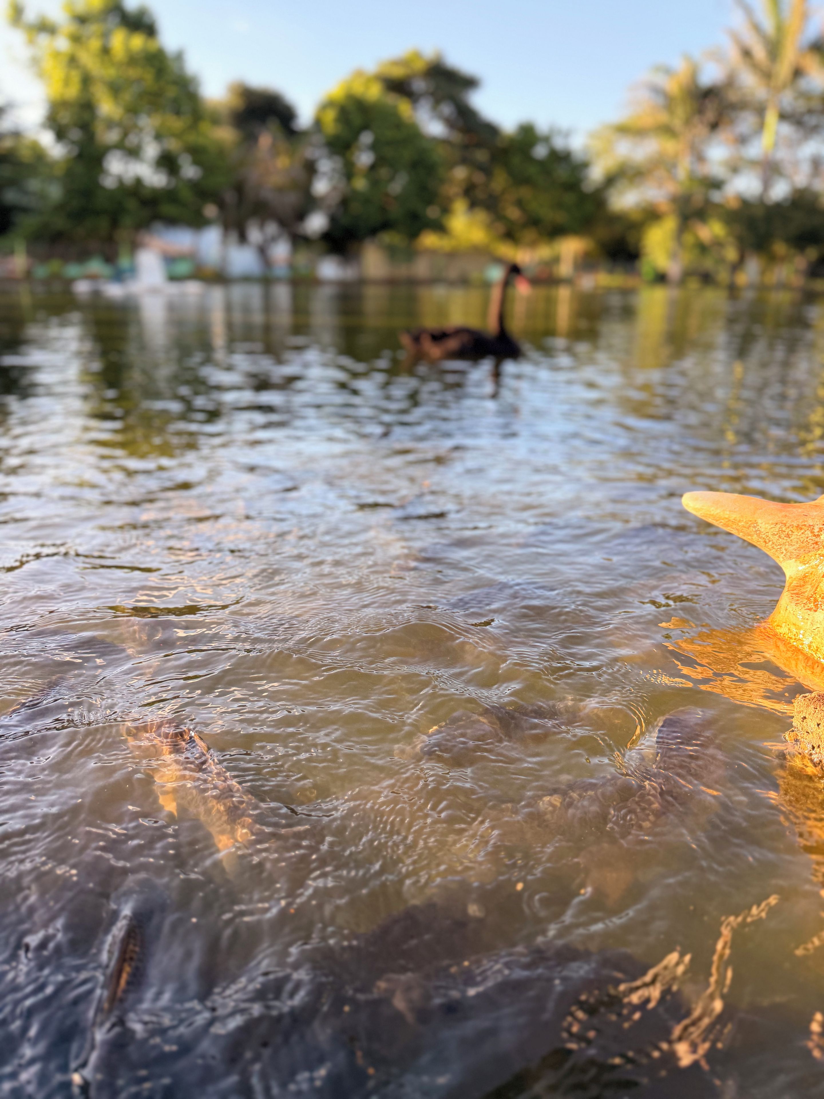 A body of water with ripples and a starfish on the right.